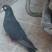 کفتر|پرنده|خمینیشهر, |دیوار