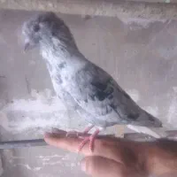 کبوتر سرول دم سفید تازیرپاهاش نر.