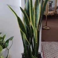 گل سانسوریا ابلق