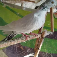 کبوتر پرشی|پرنده|بندر ترکمن, |دیوار