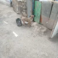 سگ مالینویز نر