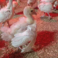 جوجه بیوتی|حیوانات مزرعه|اقبالیه, |دیوار