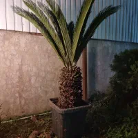 سیکاس ۱۰ساله