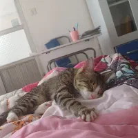 واگذاری رایگان به دنبال سرپرست مهربان