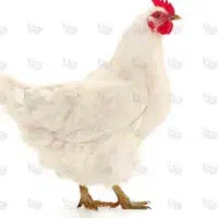 مرغ ماشینی مامله با کبوتر