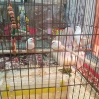 سه عدد فینج