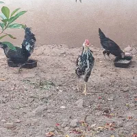 خروس گلین