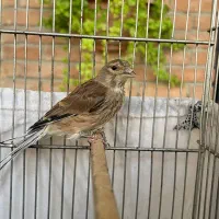 سهره، سینه سرخ، گلبسر|پرنده|تهران, ازگل|دیوار