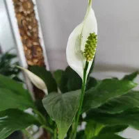 گل‌های آپارتمانی