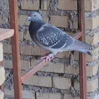 کفتر کبوتر پلاکی