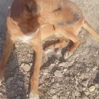 سگ پیتبول قهوه ای