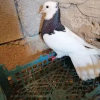 کفتر صیدون