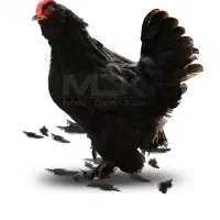 تعداد ۱۳۰عدد مرغ تخمگذار