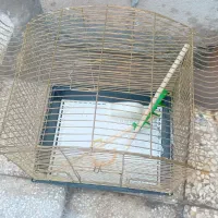 قفس پرنده|لوازم جانبی حیوانات|قم, ولیعصر|دیوار