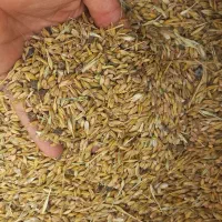 گندم و جو قاطی قیمت ۴۳