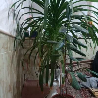 گل وگیاه|گل و گیاه طبیعی|نیشابور, مازول|دیوار