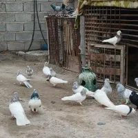 حیوانات مزرعه من