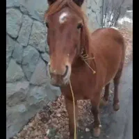 مادیون ماده آبستن  ۲ماه