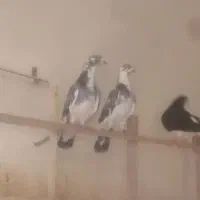 آلمان سه جفت