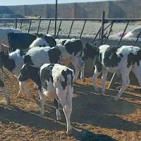 گوساله ماده صنعتی|حیوانات مزرعه|نیشابور, شهرآرا|دیوار