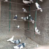 کفتر ساعت سنگین