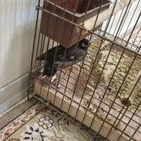 مرغ مینا|پرنده|کرج, شهرک یاس جنوبی|دیوار