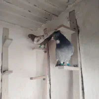 کبوتر|پرنده|رفسنجان, |دیوار