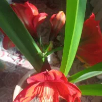 GOLL|گل و گیاه طبیعی|تهران, ارم|دیوار