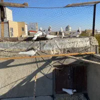 کبوتر طوقی|پرنده|درگزین, |دیوار