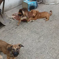 واگذاری اشپیتز|سگ|گرگان, |دیوار