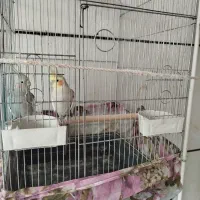 طوطی عروس نرو ماده|پرنده|محمدیه-قزوین, |دیوار