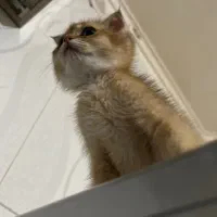 اسکاتیش ny11|گربه|رشت, استادسرا|دیوار