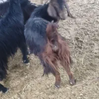 بز چاق آبستن|حیوانات مزرعه|فیروزآباد (فارس), |دیوار