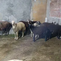 فروش بره گوسفند|حیوانات مزرعه|بندر گز, |دیوار