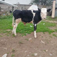 گوساله سیمینتال نر