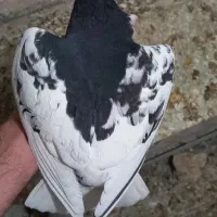 کبوتر یال گلدار|پرنده|نورآباد ممسنی, |دیوار