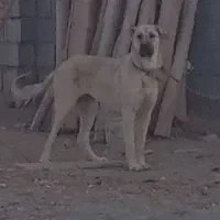 واگذاری|سگ|قره چای, |دیوار