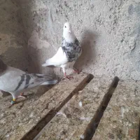 طوقی|پرنده|برازجان, |دیوار