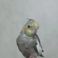 جوجه نر