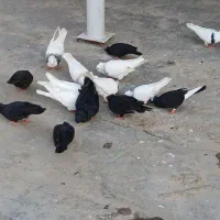 کبوتر خوب|پرنده|رامهرمز, |دیوار