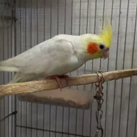 عروس هلندی لوتینو نر بالغ و مرغ عشق