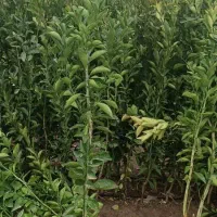 فروش پاجوش نخل ونهال مرکبات.دادالهی|خدمات باغبانی و درختکاری|آران و بیدگل, |دیوار