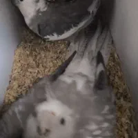 عروس هلندی سفید دست آموز نیم سخنگو|پرنده|نقده, |دیوار