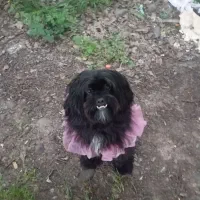 برای جفت گیری|سگ|فردیس, طالقانی|دیوار