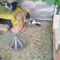 کفتر|پرنده|بیرجند, |دیوار