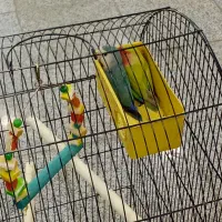 یک جفت طوطی برزیلی|پرنده|ری, علایین|دیوار