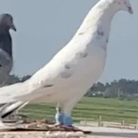 سار دم سبز سفید