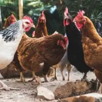 فروش مرغ محلی جوان