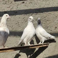 کبوتر پرشی آس|پرنده|محمدشهر, محمدشهر|دیوار