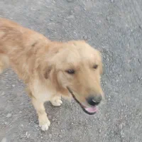 سگ پیدا شده